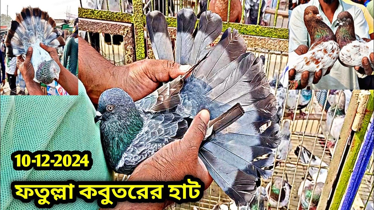 10-12-2024 ফতুল্লা কবুতরের হাট | Fatullah kobutor hat | কম দামে কবুতর | কবুতরের খাঁচা | pigeon price