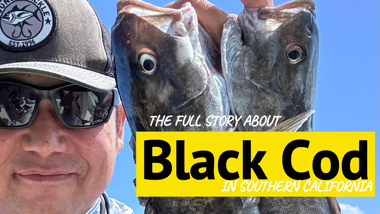 Solo BlackCod Mission: When Rockfish Won’t Leave You Alone
