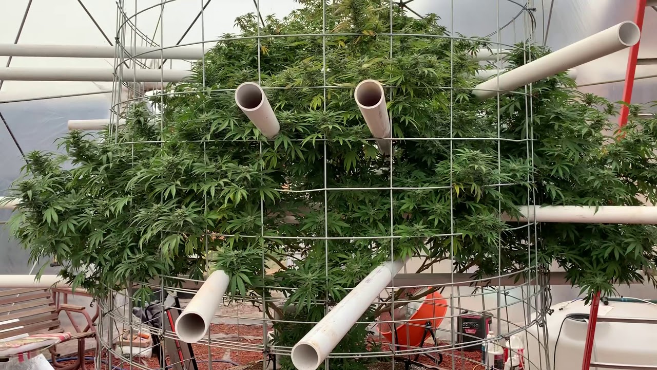 Saturday outdoor medical cannabis garden update 10/12