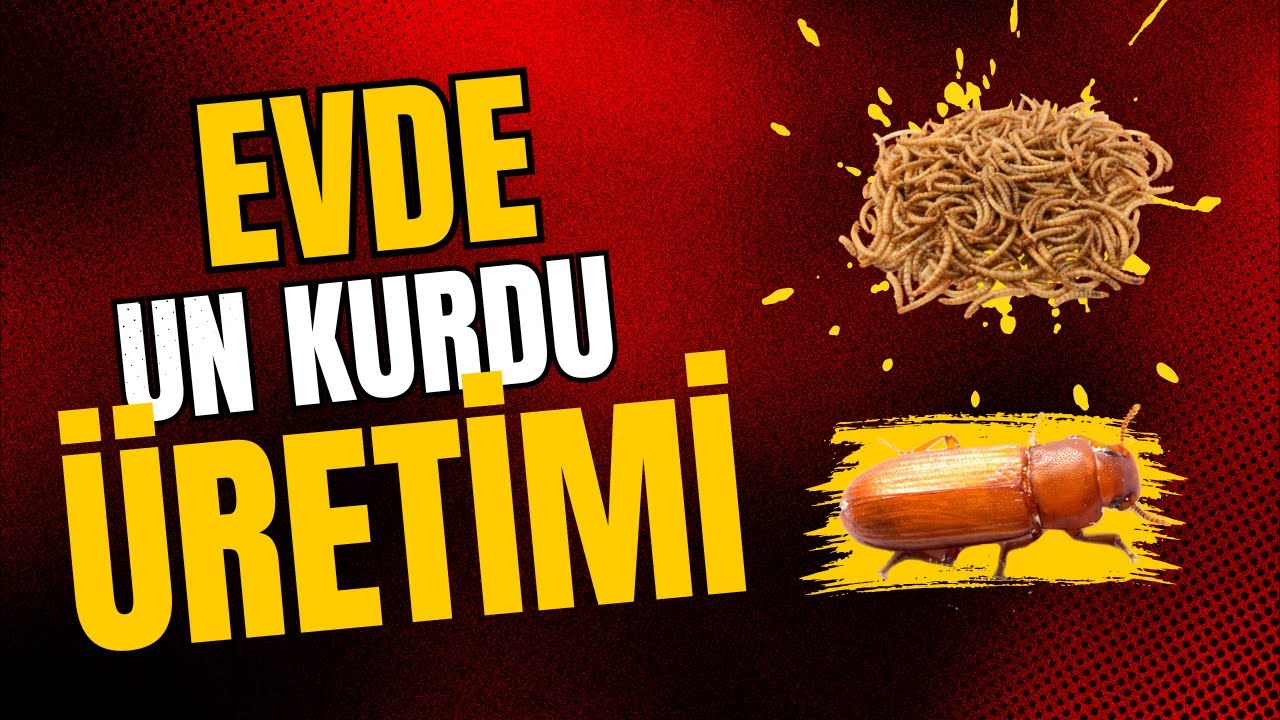 Evde Un Kurdu Üretiminin Püf Noktaları | Detaylı Başlangıç Rehberi