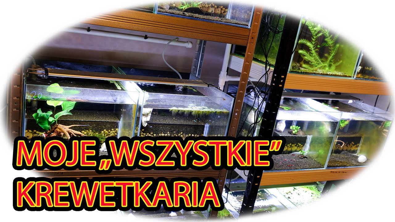 Shrimp Time - prowadzenie hodowli krewetek - WSZYSTKIE KREWETKARIA?