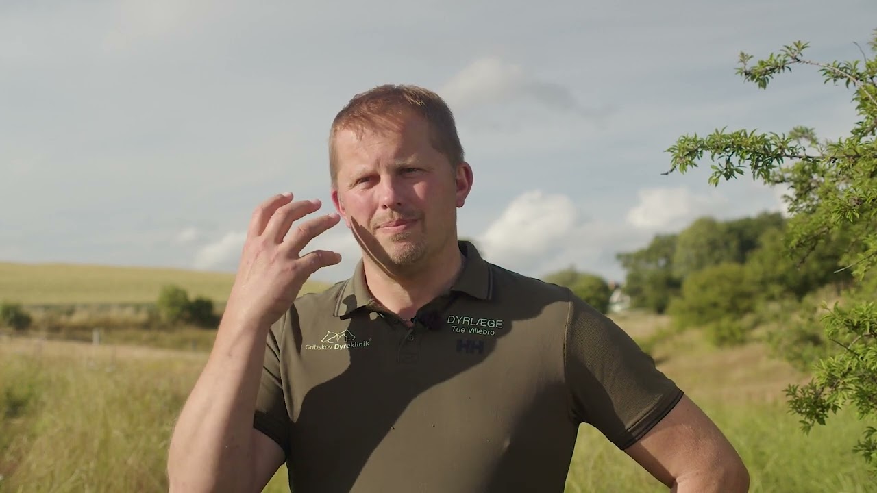 Dansk Rewilding Eksperimentet
