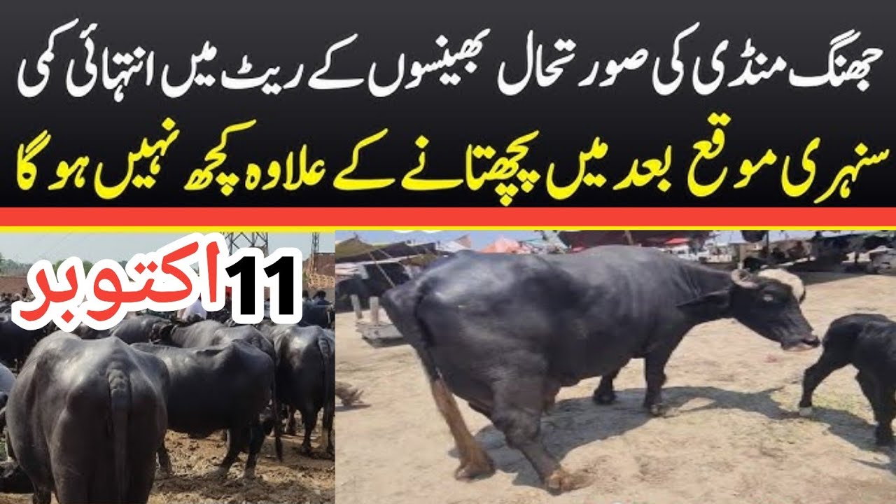 Malumor  Mandi Jhang Today | Buffalo Fresh Rates Update  | Buffalo Mandi 2025