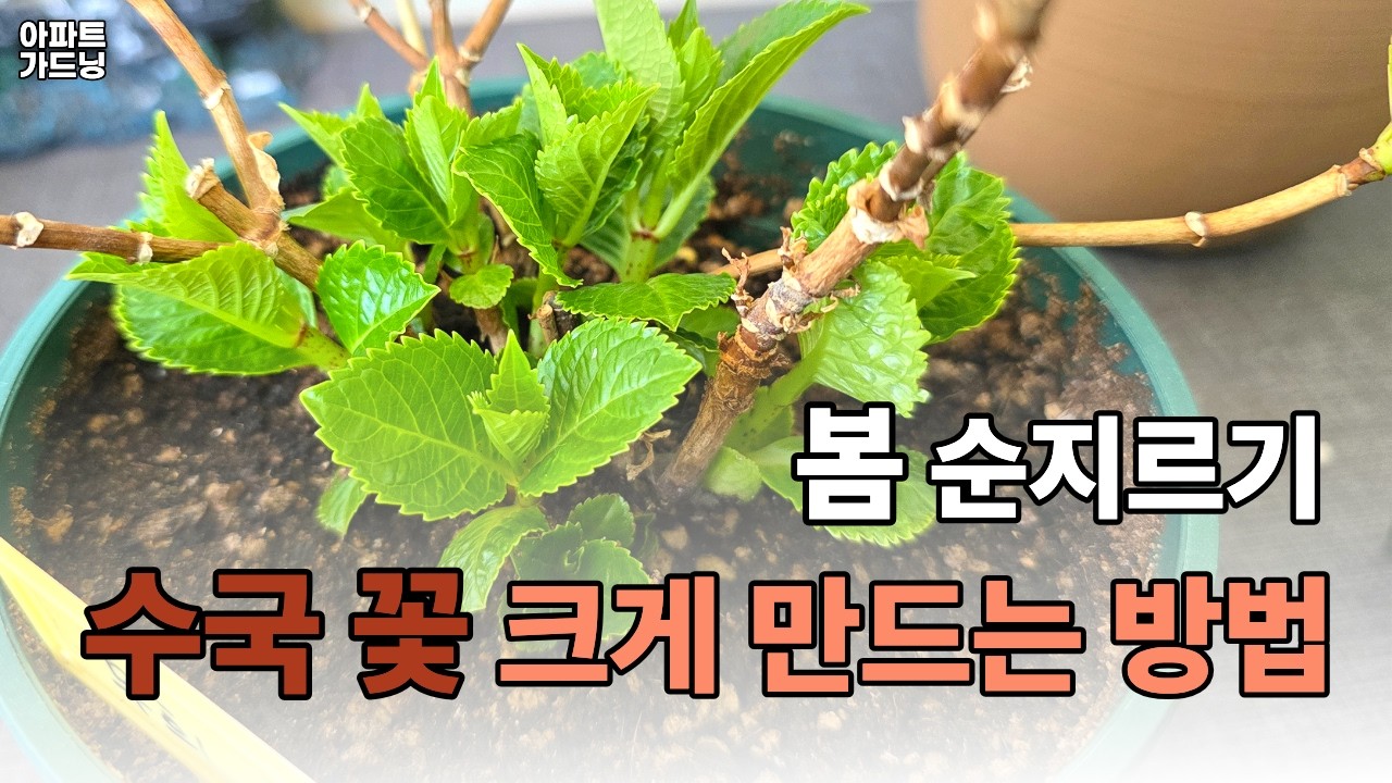 3월 수국 순지르기, 순따기 