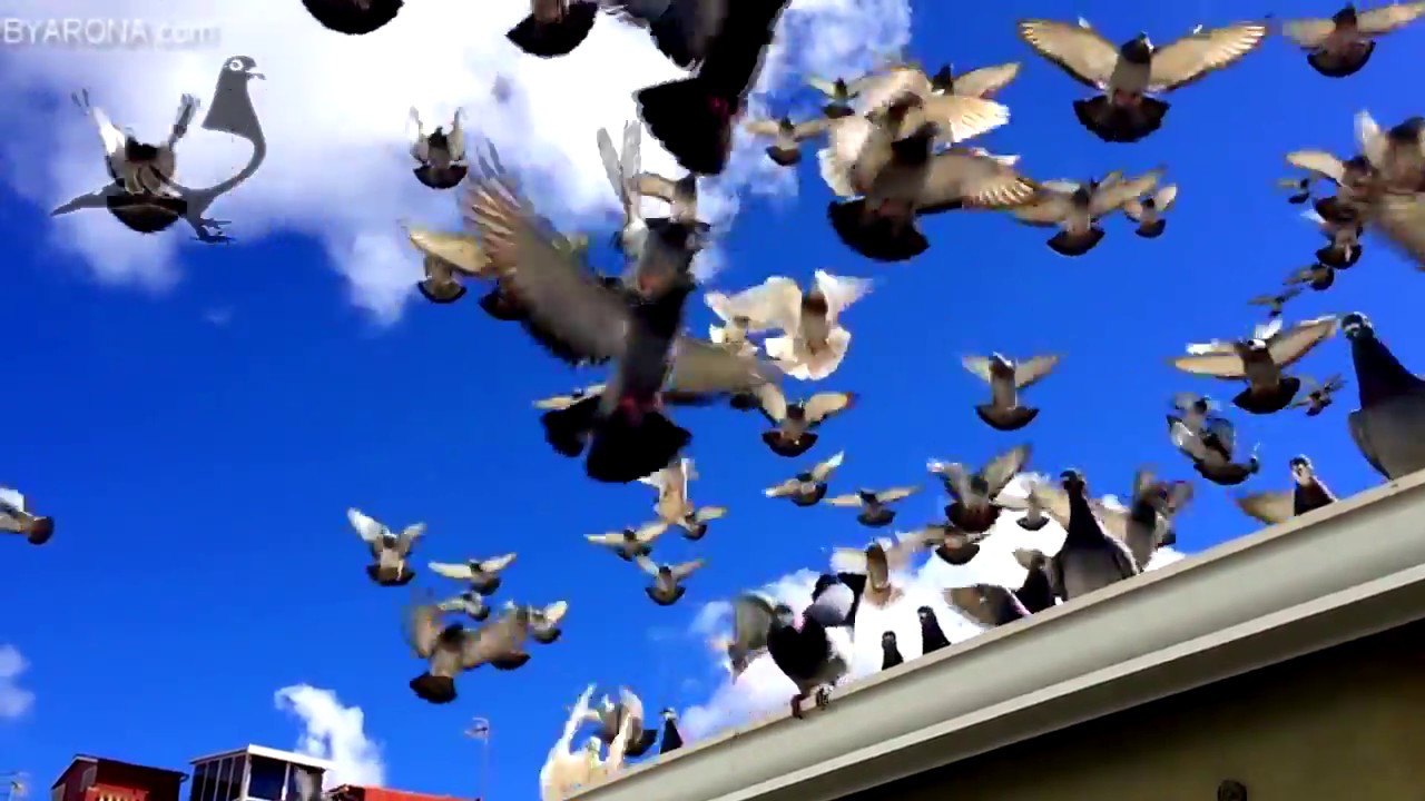 Derby ARONA Pigeons today After 1 Hour + 40 Min Loft training! 😎😲🏁