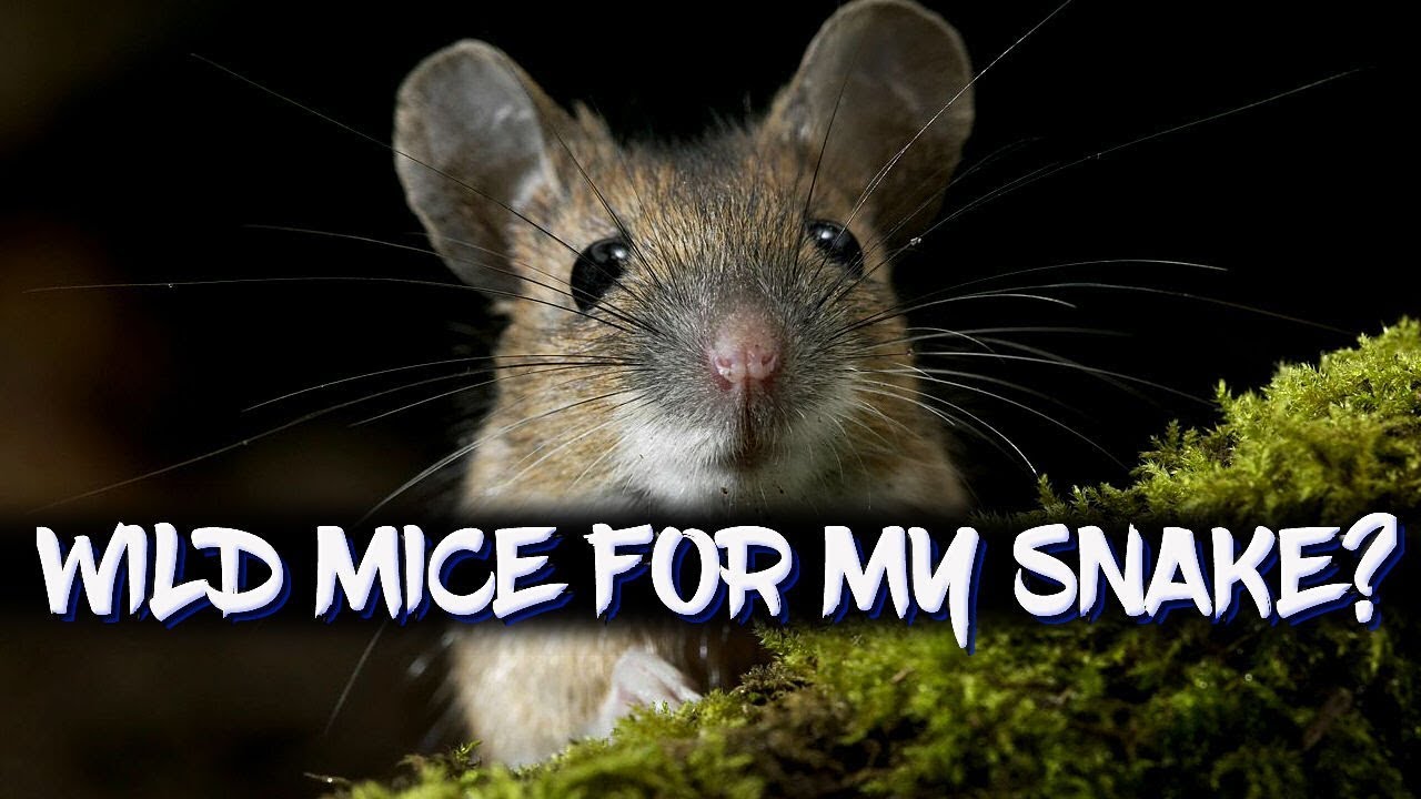 Can I feed my snake wild mice?