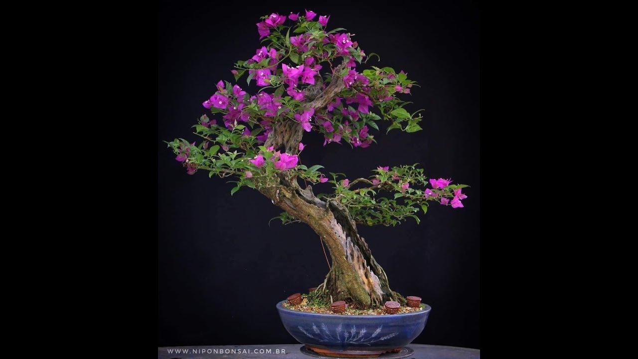 Bouganville - Estética do Bonsai - Dicas de Floração