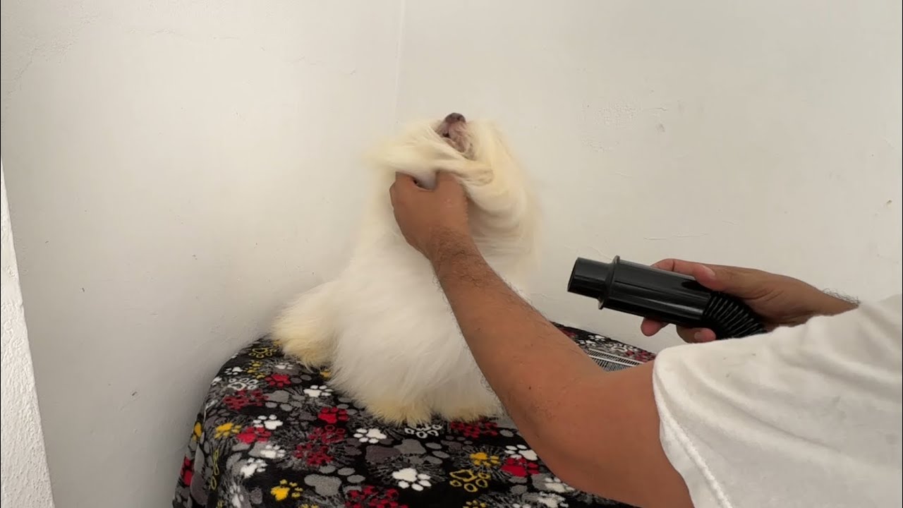 Mi PERRO le TIENE MIEDO a la SECADORA | QUE HAGOOOO