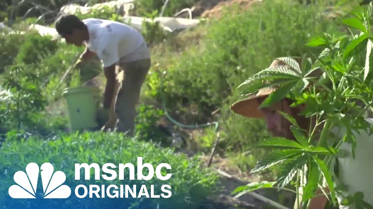 Are Pot Farmers Sucking Up All Of California's Water? | Originals | msnbc