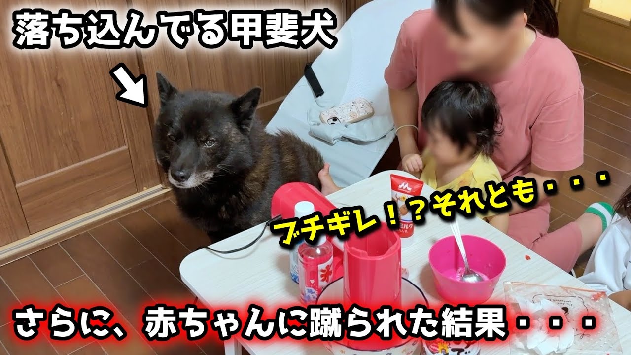 落ち込んでいた甲斐犬が赤ちゃんに蹴られた結果・・・