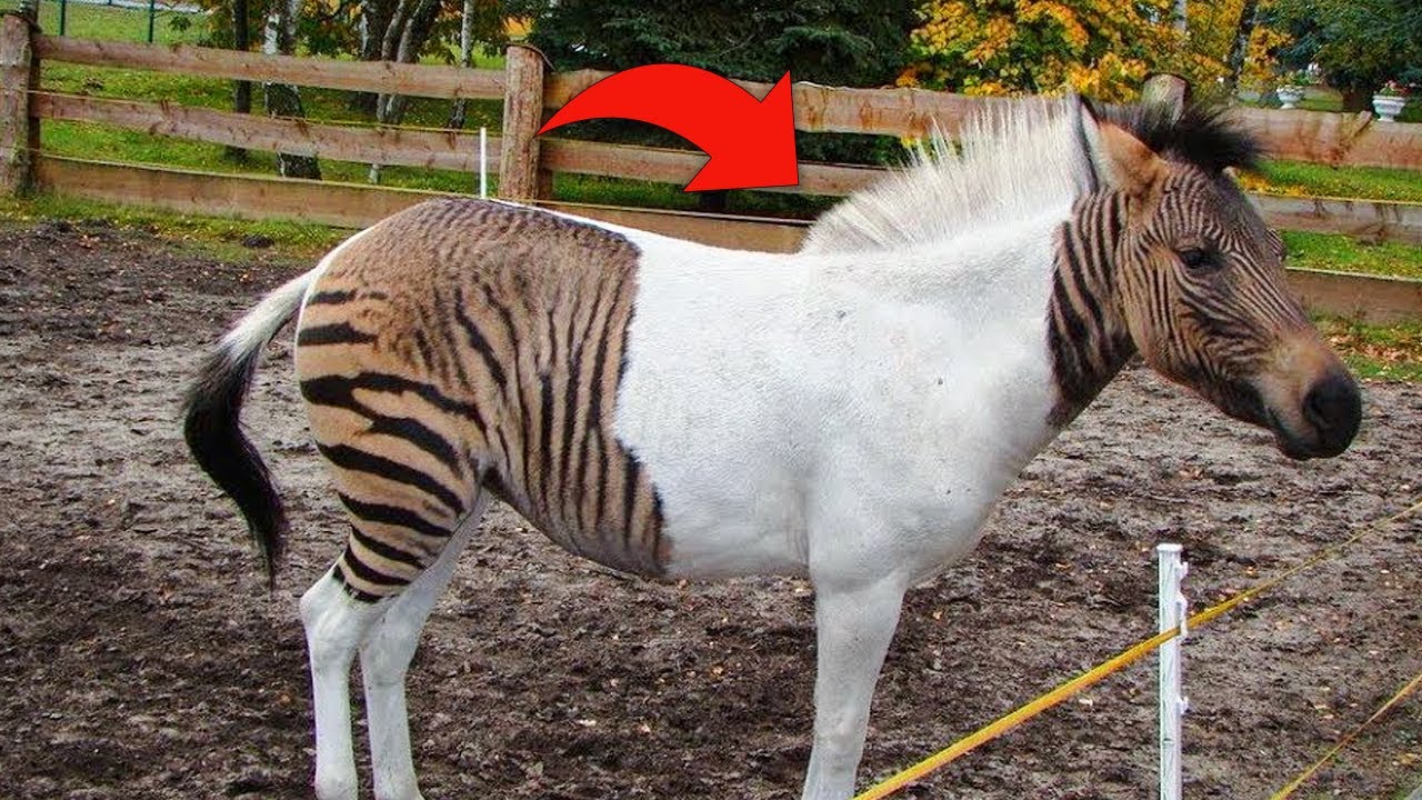 Rarest Cross Breed Hybrid Animals in The World