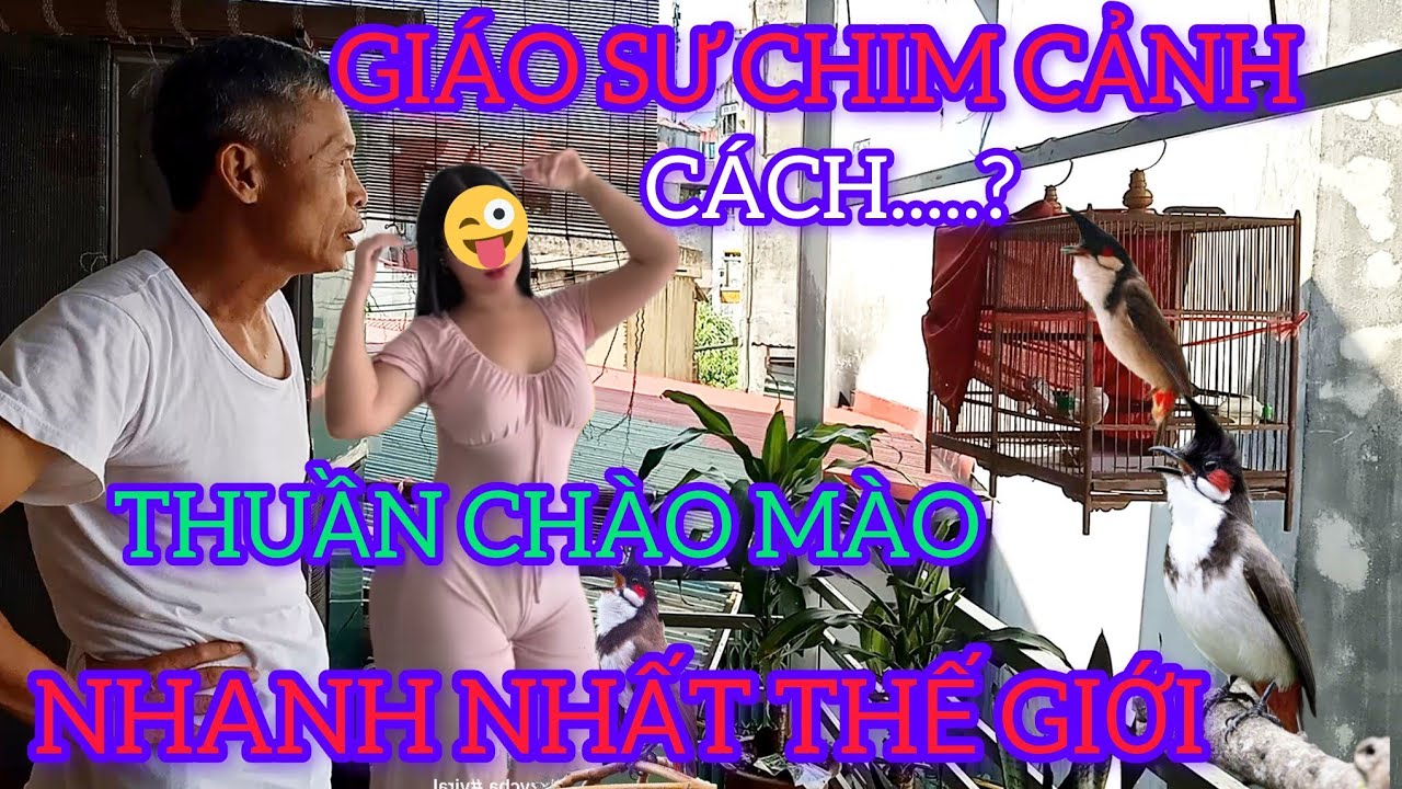 CÁCH THUẦN CHIM CHÀO MÀO RẤT ĐƠN GIẢN CHƯA CHẮC BẠN ĐÃ BIẾT 