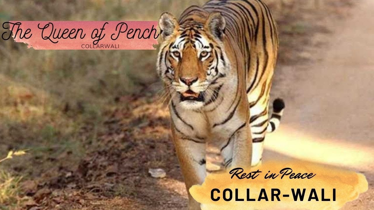 A tribute to Collarwali tigress |  Eye of the Wilderness