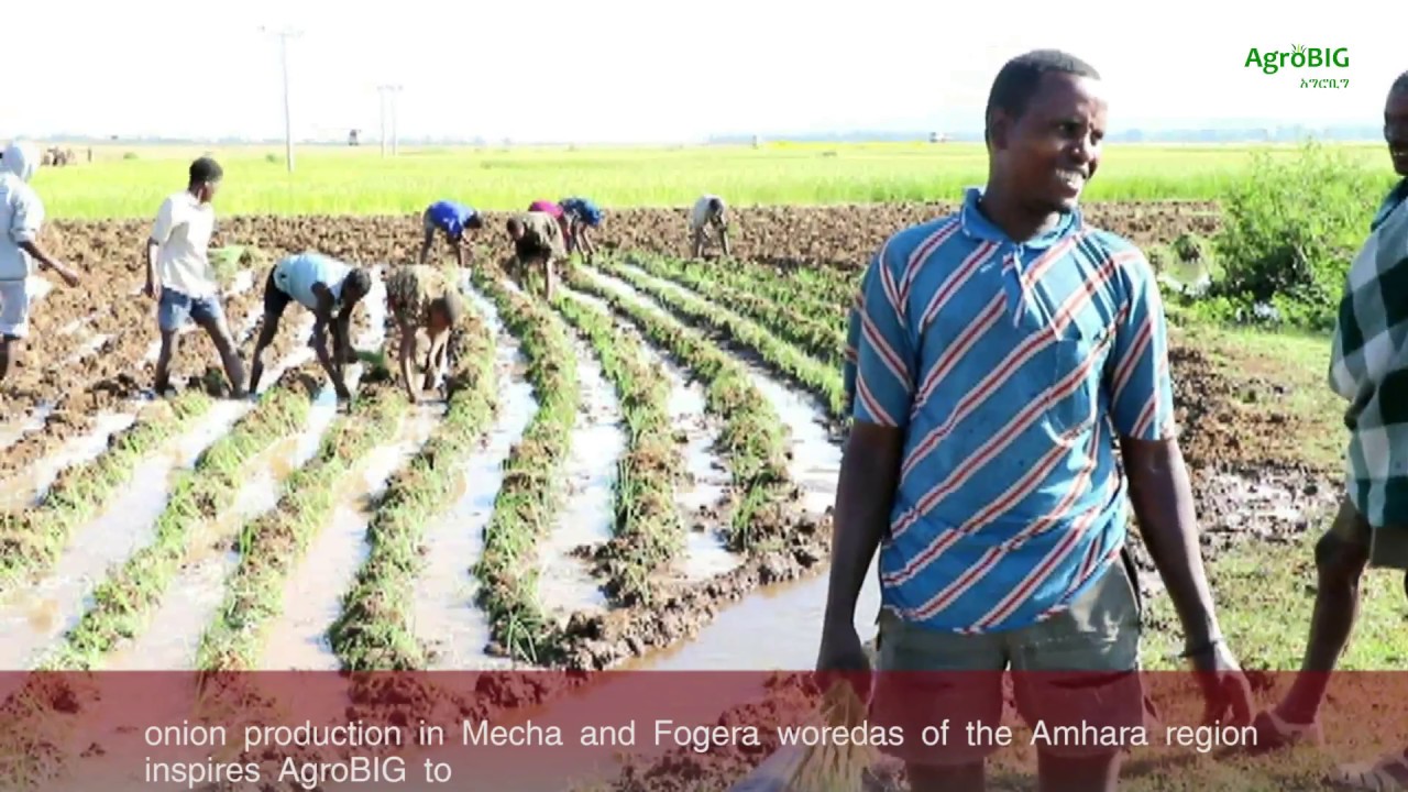 Better market linkages enable farmers to get their share within the onion value chain in Ethiopia