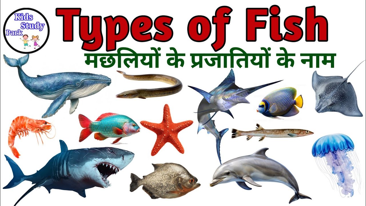 Fish Name l Fishes Name In English With Pictures l  Fish Types l Fishes for kids | Fish video