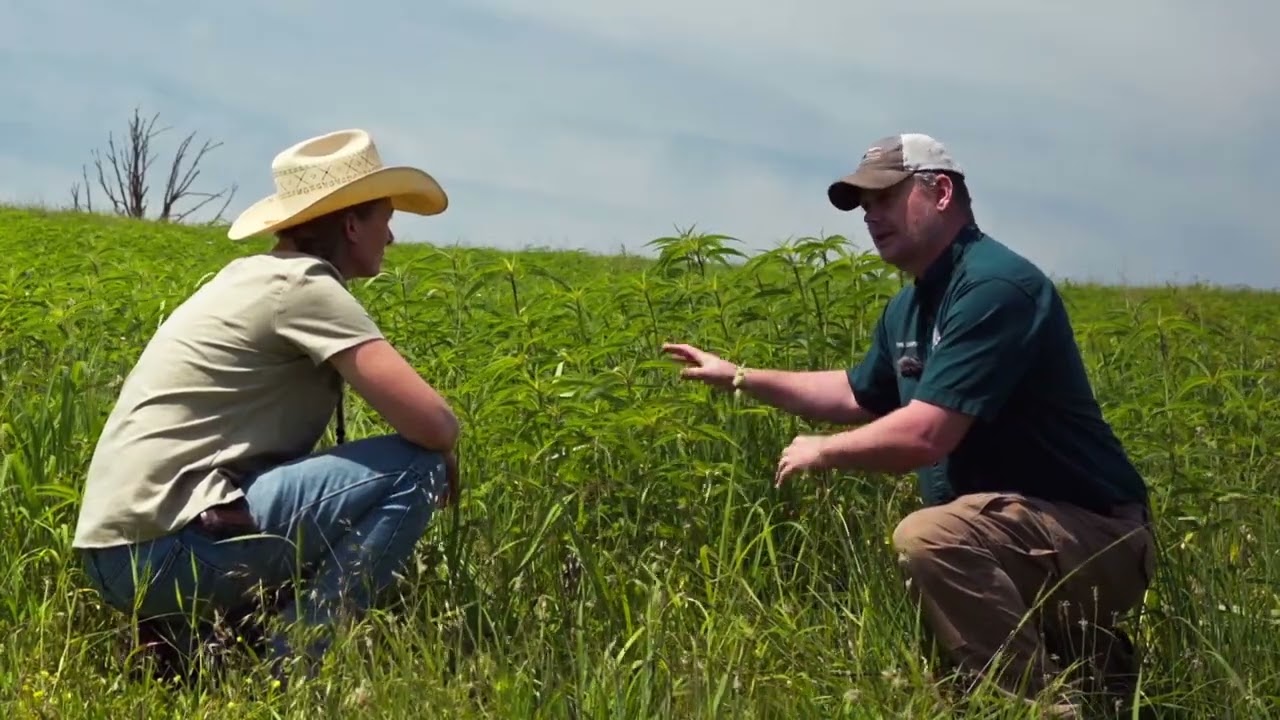 Creating Native Grassland Ecosystems for Ground-Nesting Birds