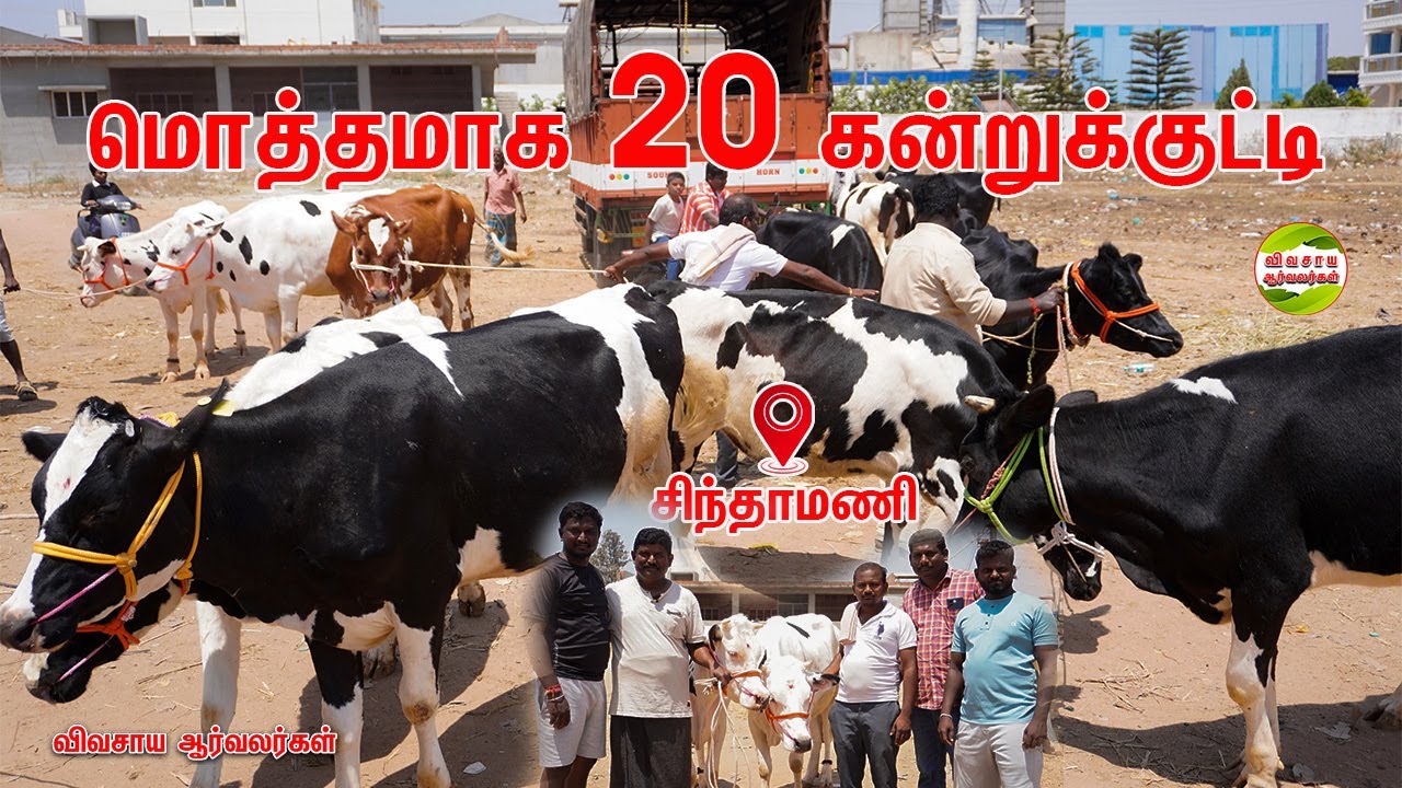 பல லட்சம் நஷ்டத்தில் இருந்து தான் நான் அதிக பாடம் கற்றுக்கொண்டேன் #vivasayaarvalargal #cows #va #cow
