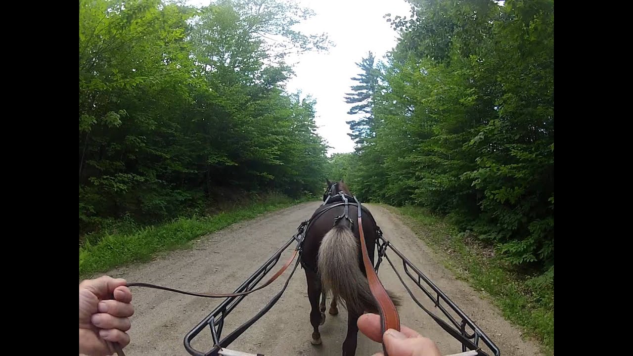 Horse Carriage Driving- David and 