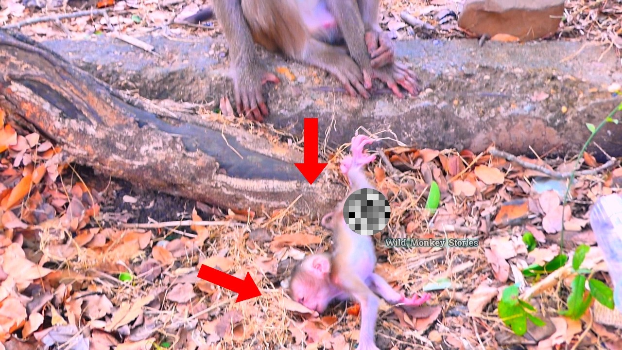 O.M.G..! Baby monkey f.ell down while Mom t.ried to make her baby stronger.