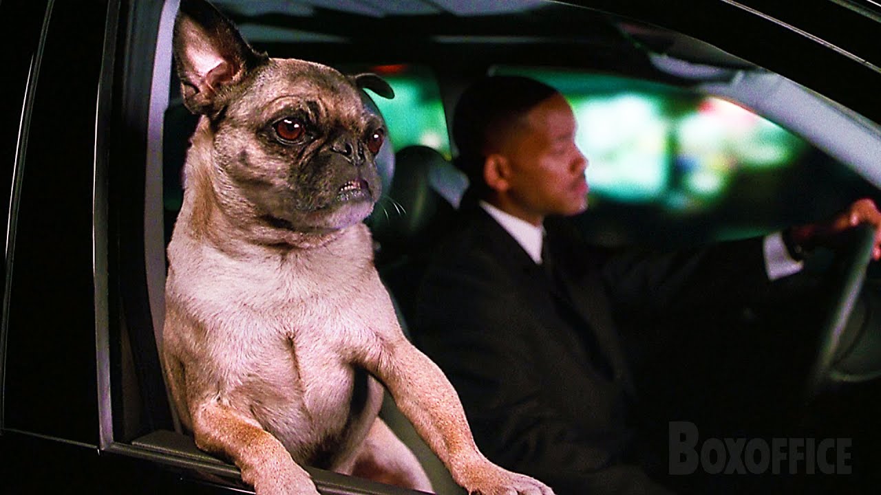 Frank el Pug, perro de Hombres de negro | Hombres de negro II | Clip en Español