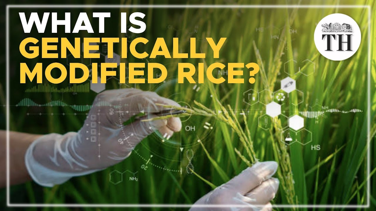Is genetically modified rice grown in India? | Explained