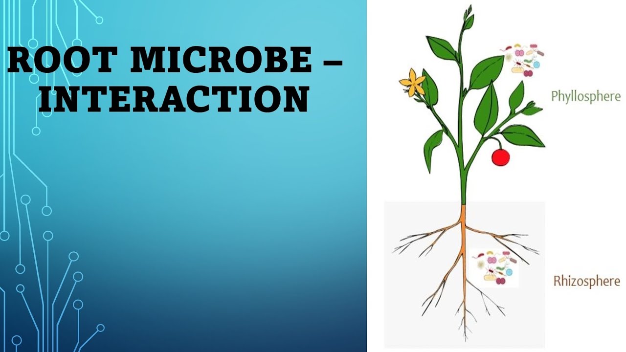 Root microbe interaction | mycorrhiza  msc. and  bsc.  syllabus |
