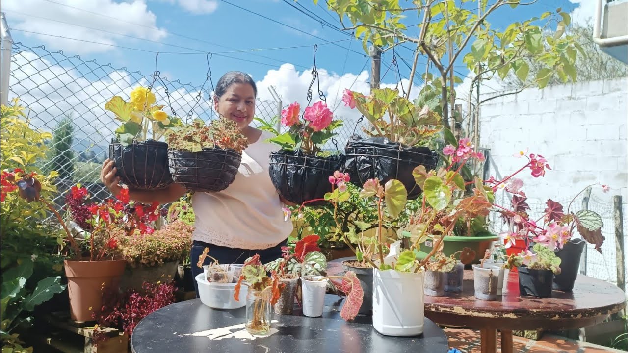 Practicas para Sembrar y Mantener Nuestras Begonias 🌸 🌱🍂 🏵 🌺