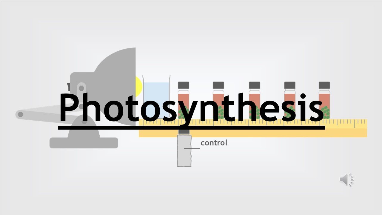 GCSE Biology 16 - Photosynthesis