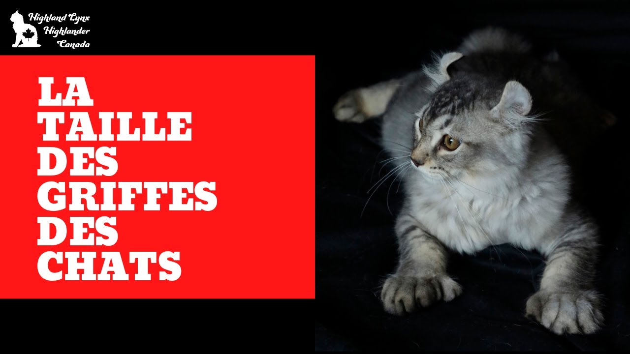 La taille des griffes des chats