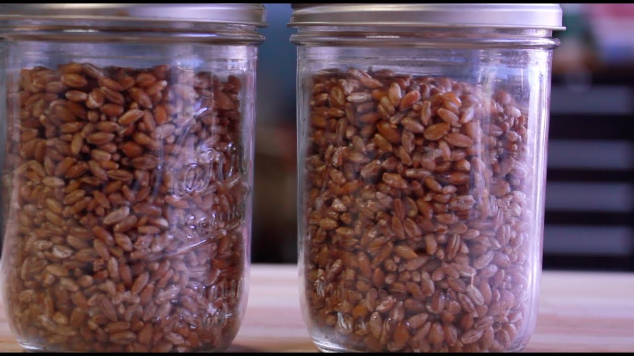 Lion's Mane Grain to Grain Transfer - Inoculating More Rye Grain Spawn - Still Air Box Sterile Work