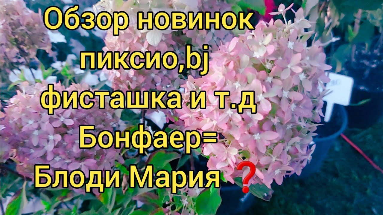 Новиночки 23 года.👍#bj Пиксио,бонфаер и др. Обзор сортов
