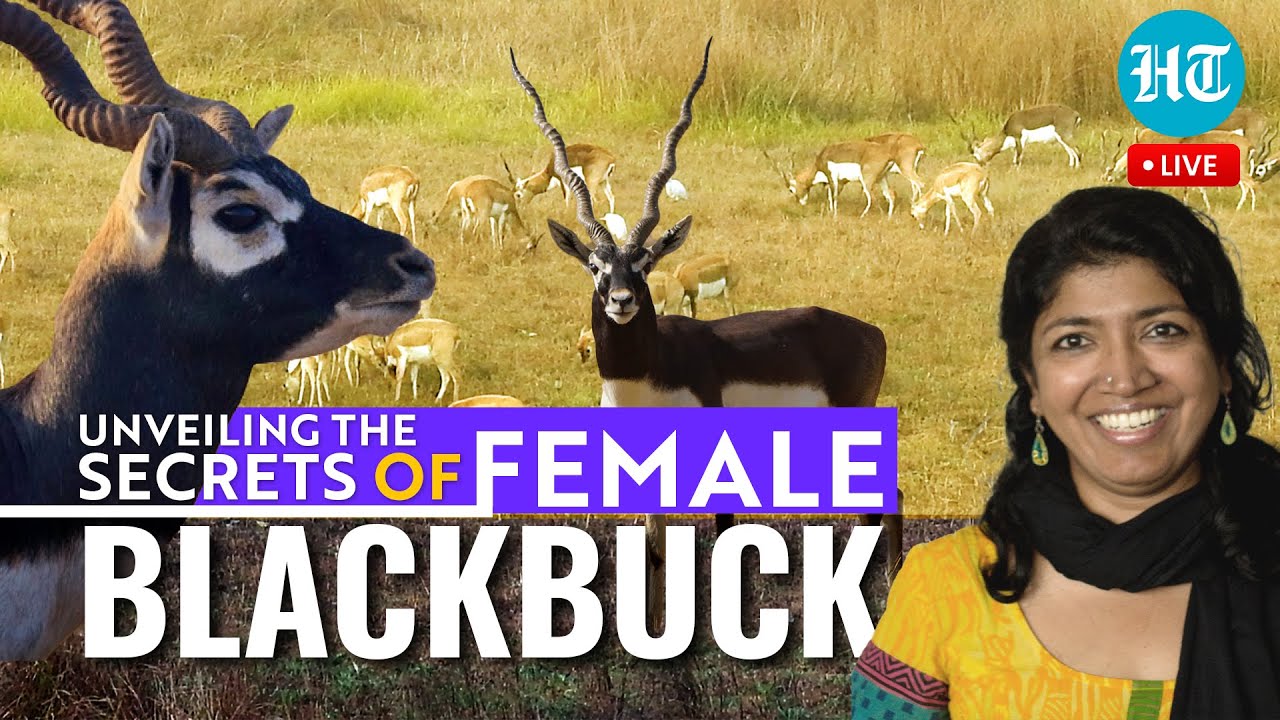 Glimpses into the Graceful: The Fascinating Life of Female Blackbuck