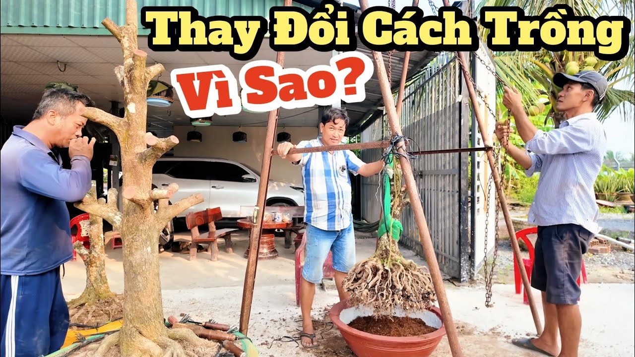 Thay đổi thời điểm, cách trồng mai chậu nuôi phôi khủng Hoàng Mai Tứ Quý Ghép nói rõ khâu quan trọng