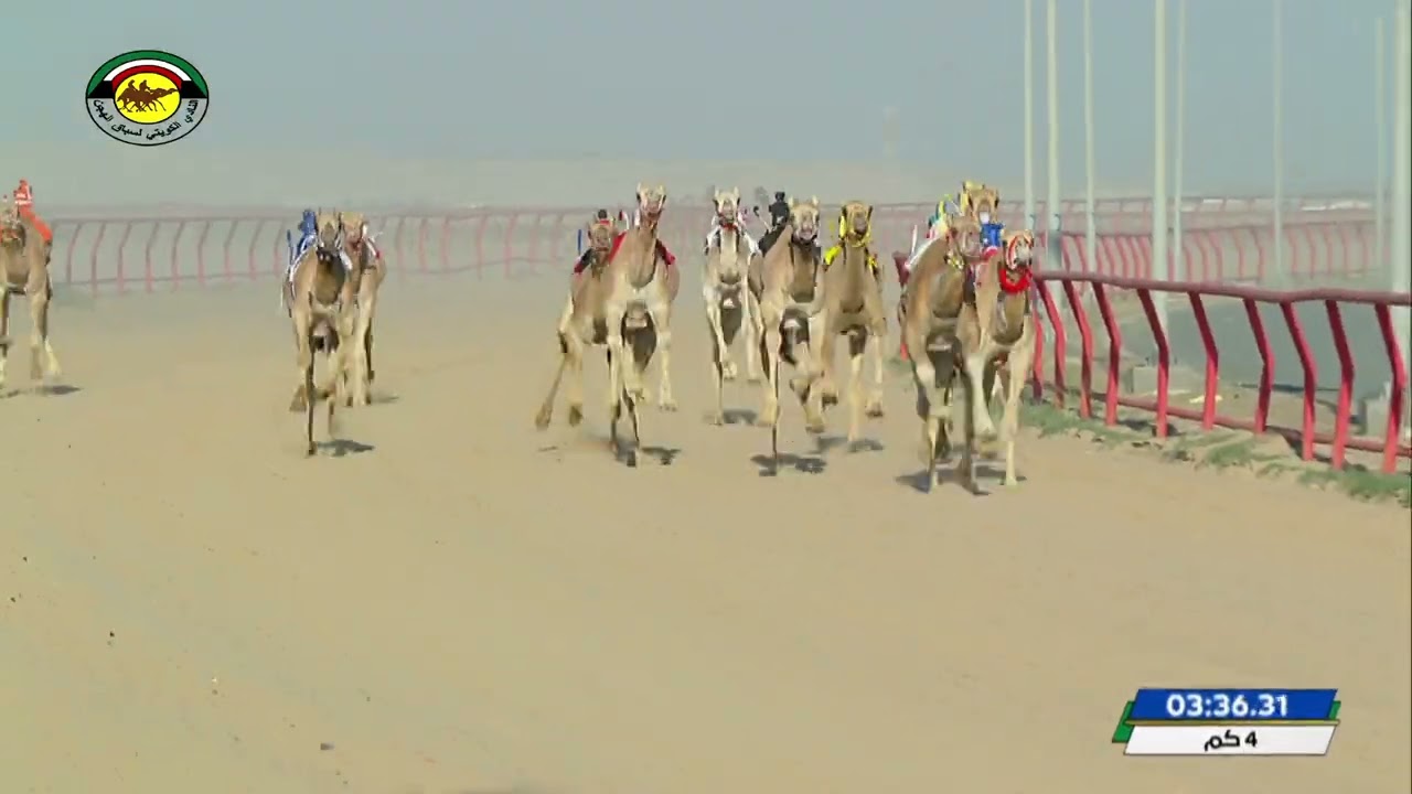 اليوم الاول حقايق فترة مسائية مواطنين الشوط 4