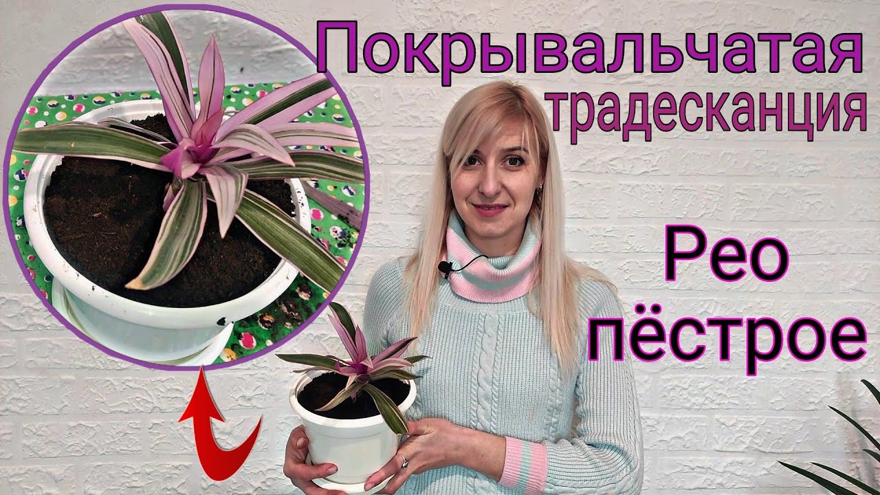 Традесканция покрывальчатая. Рео пёстрое. Уход и размножение в домашних условиях. Неприхотливый сад