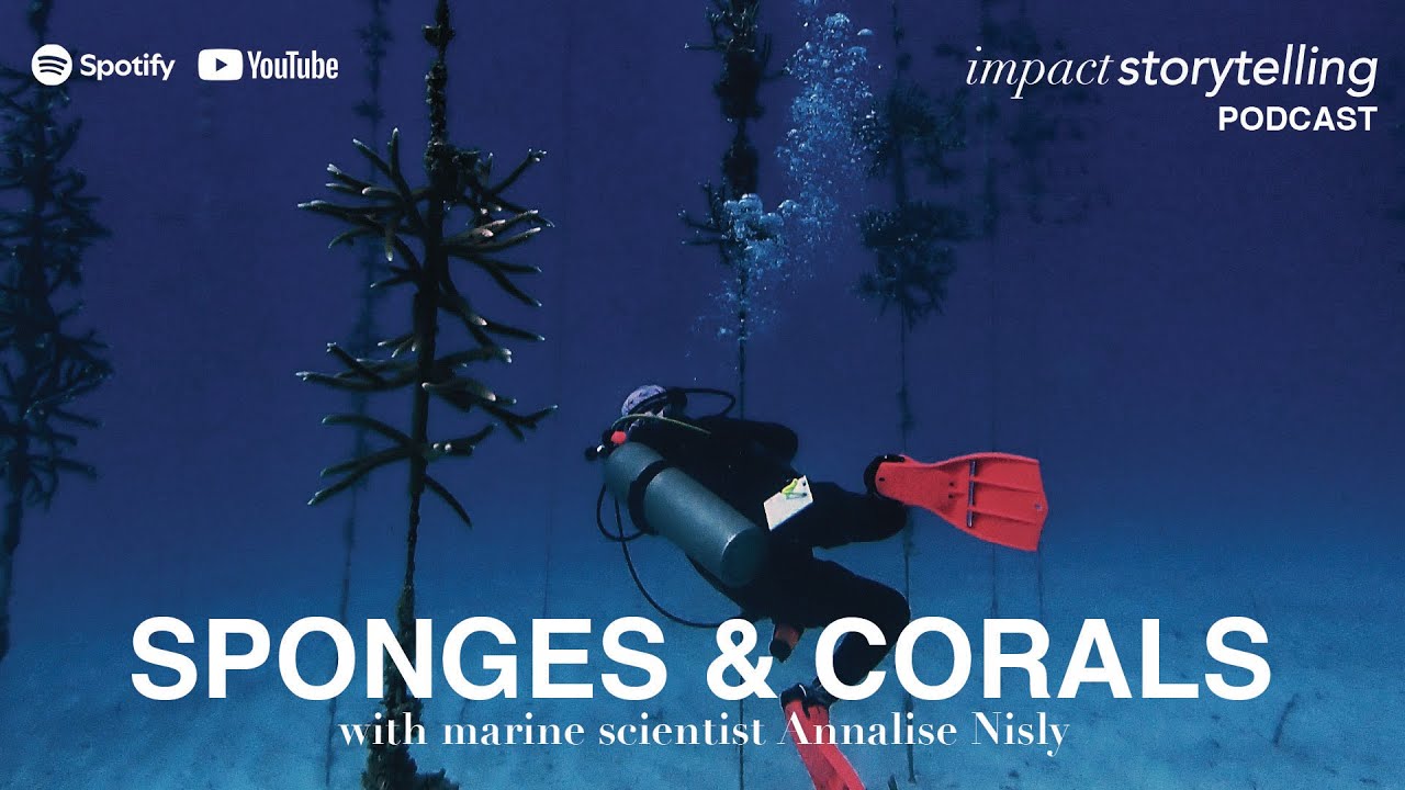 Why Sponges Might Be the Secret for Coral Reef Restoration