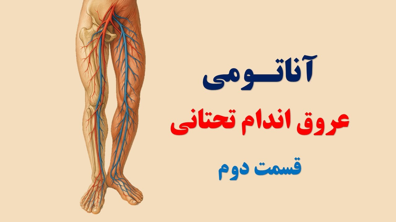 آناتومی عروق اندام تحتانی قسمت دوم