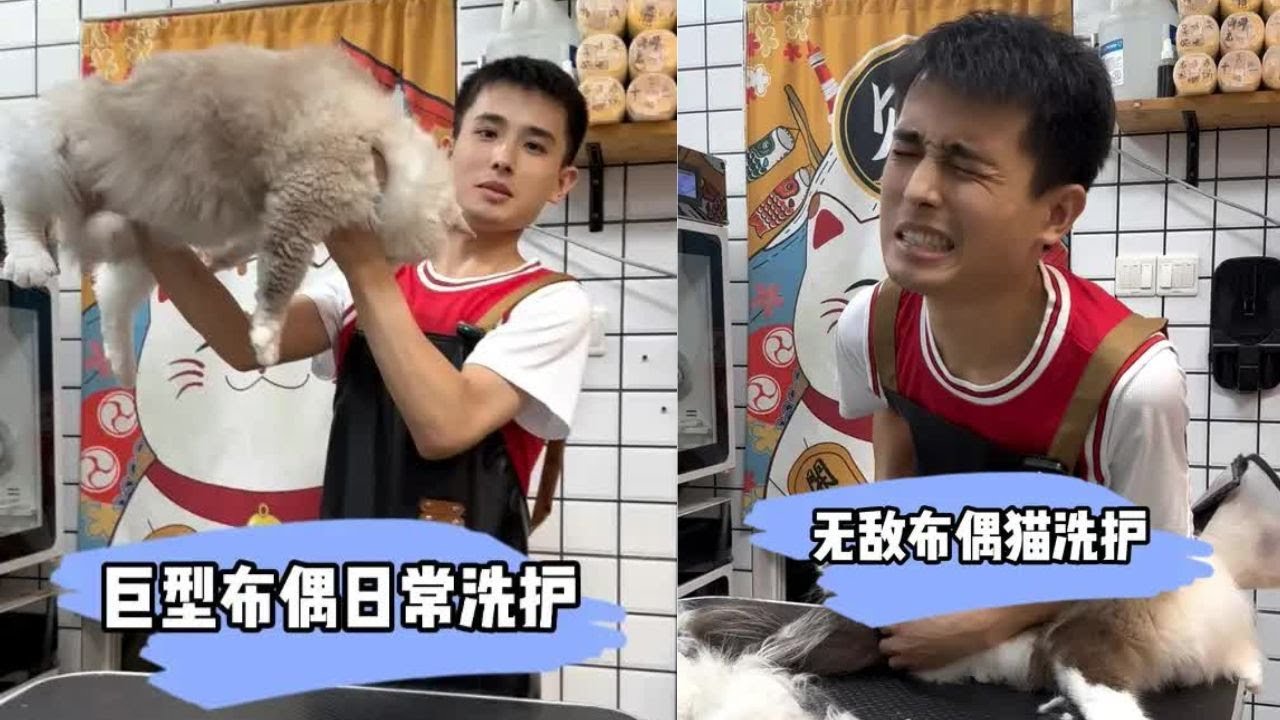 你们期待已久的乖猫洗护它来啦 你们就说爱了吗 