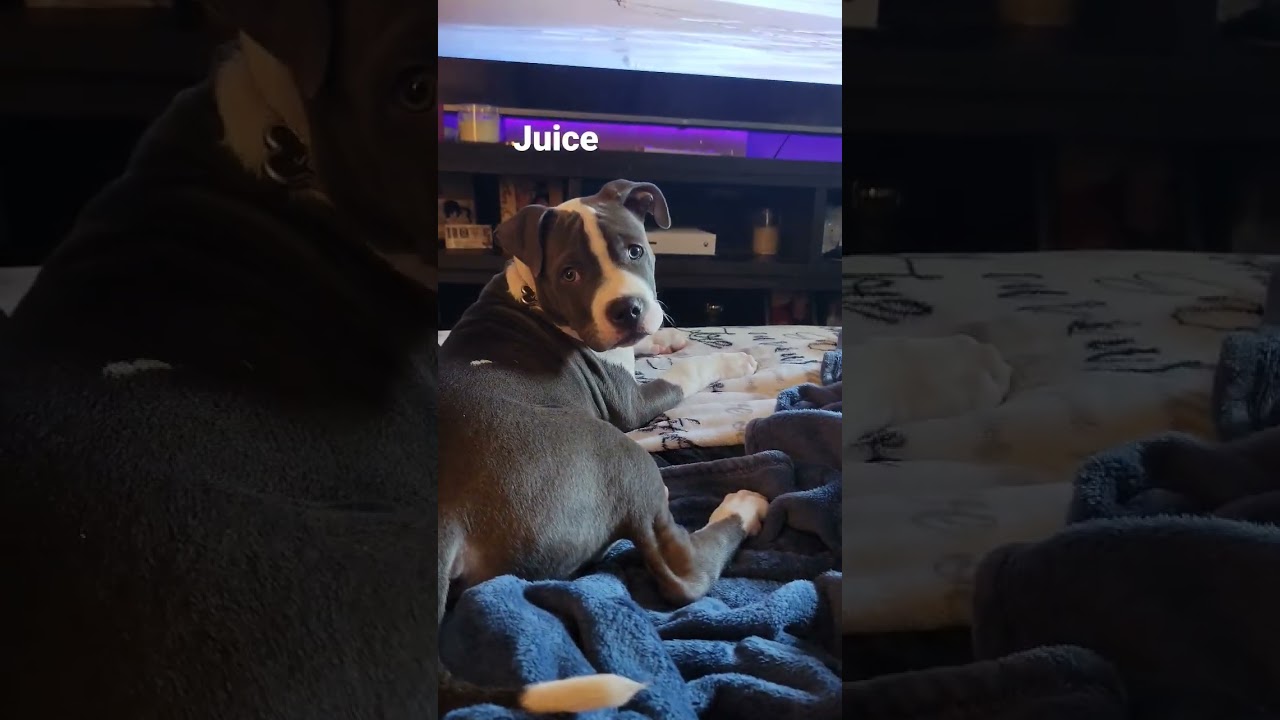 blue nose American pitbull terrior puppies (12 weeks)