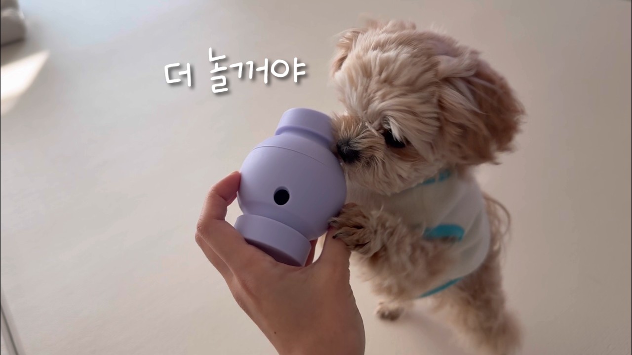 간식이 나오는 장난감을 줬더니 하루종일 노는 강아지