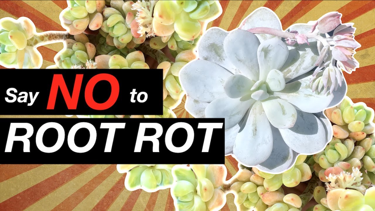 Best Soil for Succulents + Cactus + Agaves | How to make a Succulent Soil Mix | Cactus Soil Mix