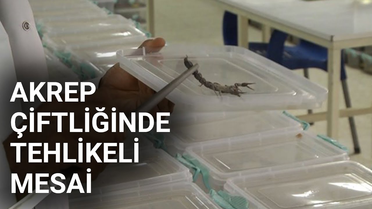 @NTV  Akrep çiftliğinde tehlikeli mesai: Zehrin litresi 10 milyon dolar