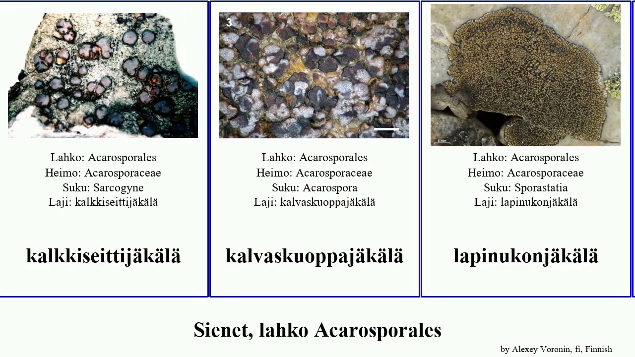 Sienet, lahko Acarosporales fungus Fuse kalkkiseittij&auml;k&auml;l&auml; ruostekuoppaj&auml;k&auml;l&auml; kalkkikuoppaj&auml;k&auml;l&auml;