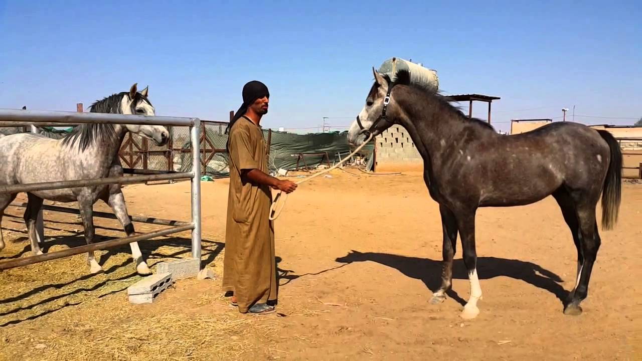 THEY ARE BOTH STALLIONS / كلها فحول