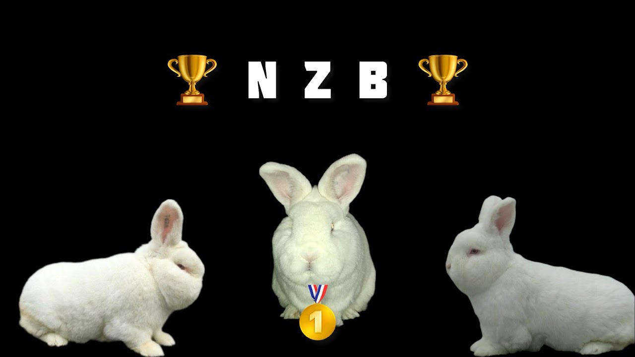 UZB da yogona bo&rsquo;lgan NZB fermasi