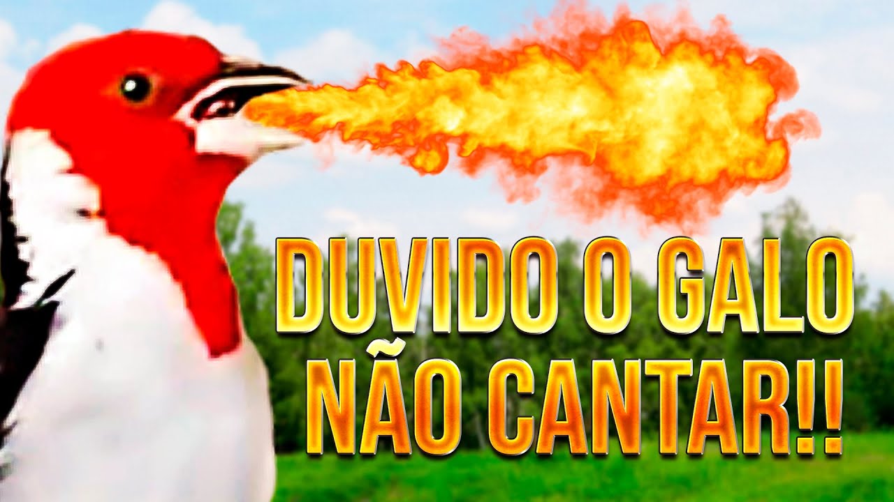 ESSA BADERNA VAI FAZER O SEU GALO DE CAMPINA CANTAR RÁPIDO