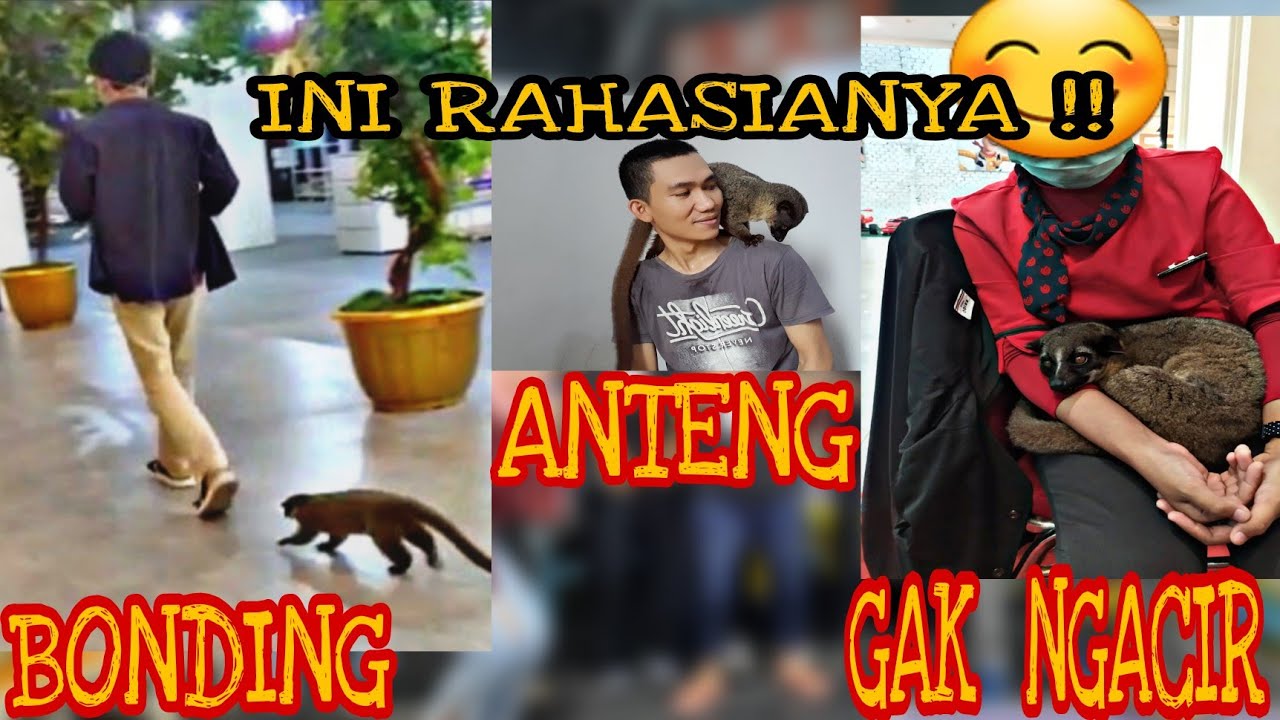 rahasia!! agar MUSANG BONDING ANTENG DAN GAK NGACIR 😱 #musangakar  #musangpan #pet #hewanpeliharaan