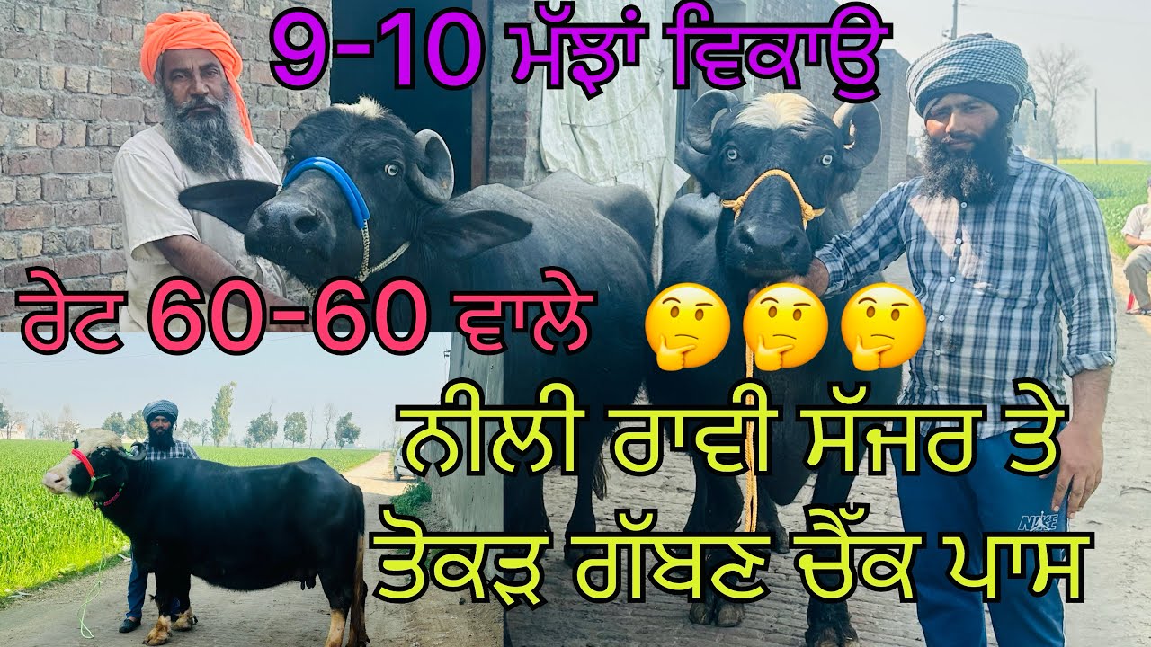 13 ਫ਼ਰਵਰੀ 2026 ਫੋਨ ☎️ 6284741127 = 7087901127 ਪ੍ਰਤਾਪ ਸ਼ਾਹ ਕੋਲ 9-10 ਮੱਝਾਂ ਨੀਲੀ ਰਾਵੀ ਸੱਜਰ ਤੇ ਤੋਕੜ ਗੱਬਣ