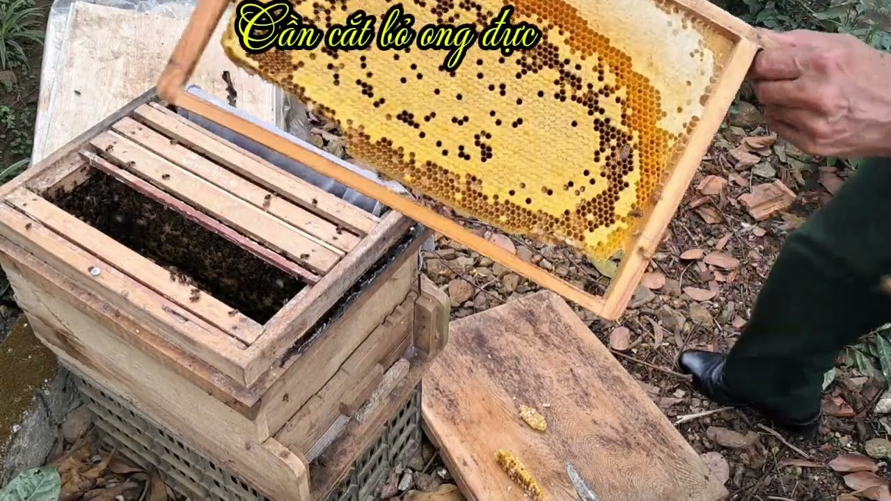 Tăng tốc lao cầu cho đàn ong phát triển tốt nhất 