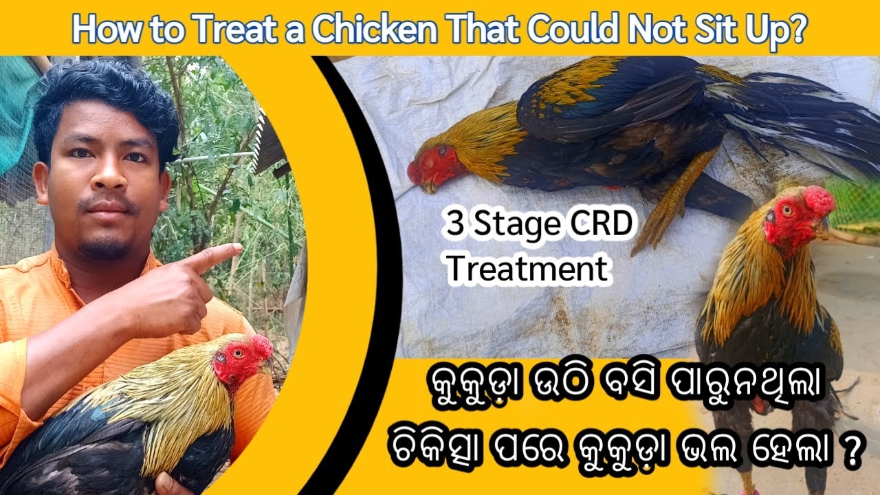 How to Treat a Chicken That Could Not Sit Up ? 3 Stage CRD Treatment ||